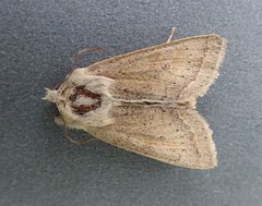 Orthosia gracilis