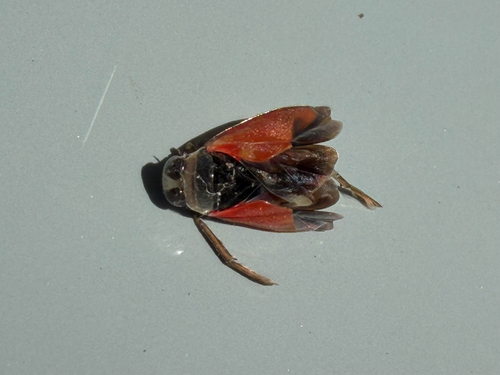 Notonecta lobata