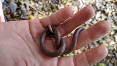 Carphophis