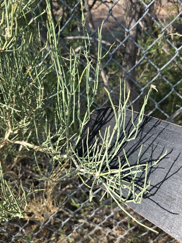 Ephedra antisyphilitica