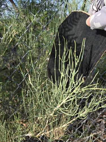 Ephedra antisyphilitica, photograph 2