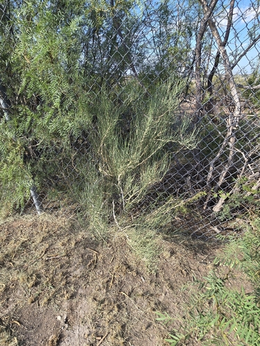 Ephedra antisyphilitica, photograph 3