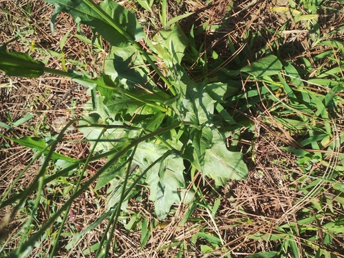 Hypochaeris chillensis, photograph 3