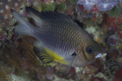 Amblyglyphidodon leucogaster