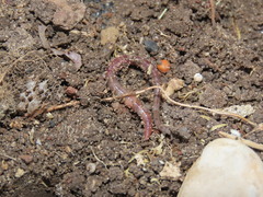 Eisenia