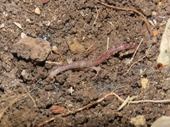 Eisenia