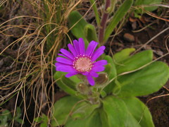 Senecio macrocephalus