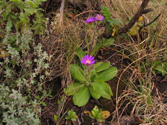 Senecio macrocephalus
