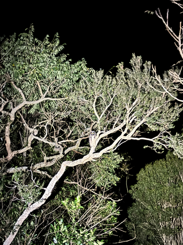 Stygian Owl