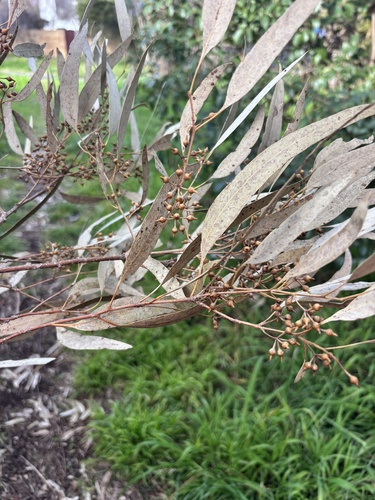 River Red Gum