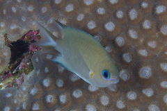 Pycnochromis amboinensis