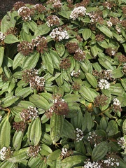 Viburnum davidii