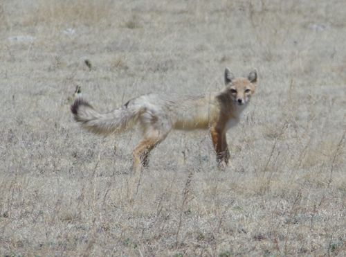 Swift Fox