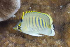 Chaetodon punctatofasciatus