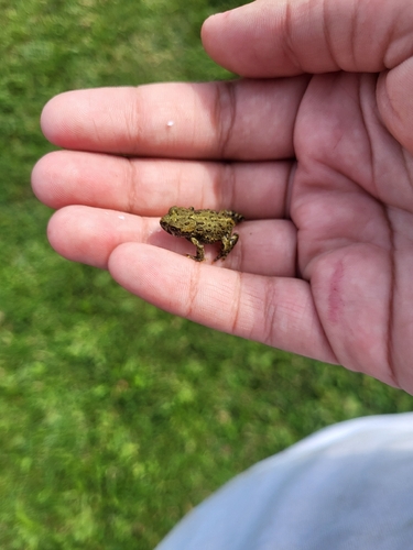 Western Toad