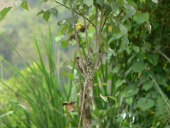 Dryobates callonotus