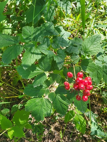 red baneberry