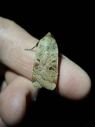 Lesser Yellow Underwing