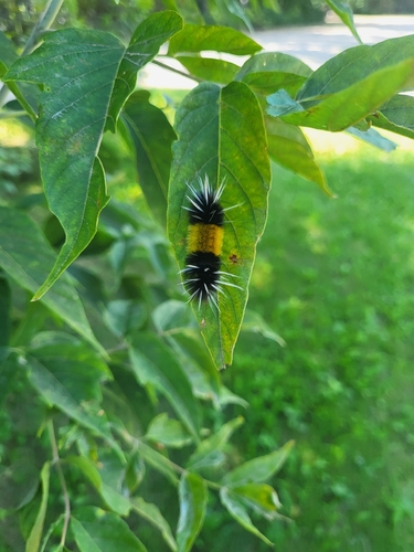 Spotted Tussock Moth
