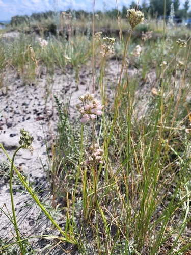 nodding onion
