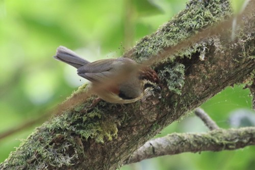 Rufous-winged Fulvetta (Schoeniparus castaneceps), photo 7