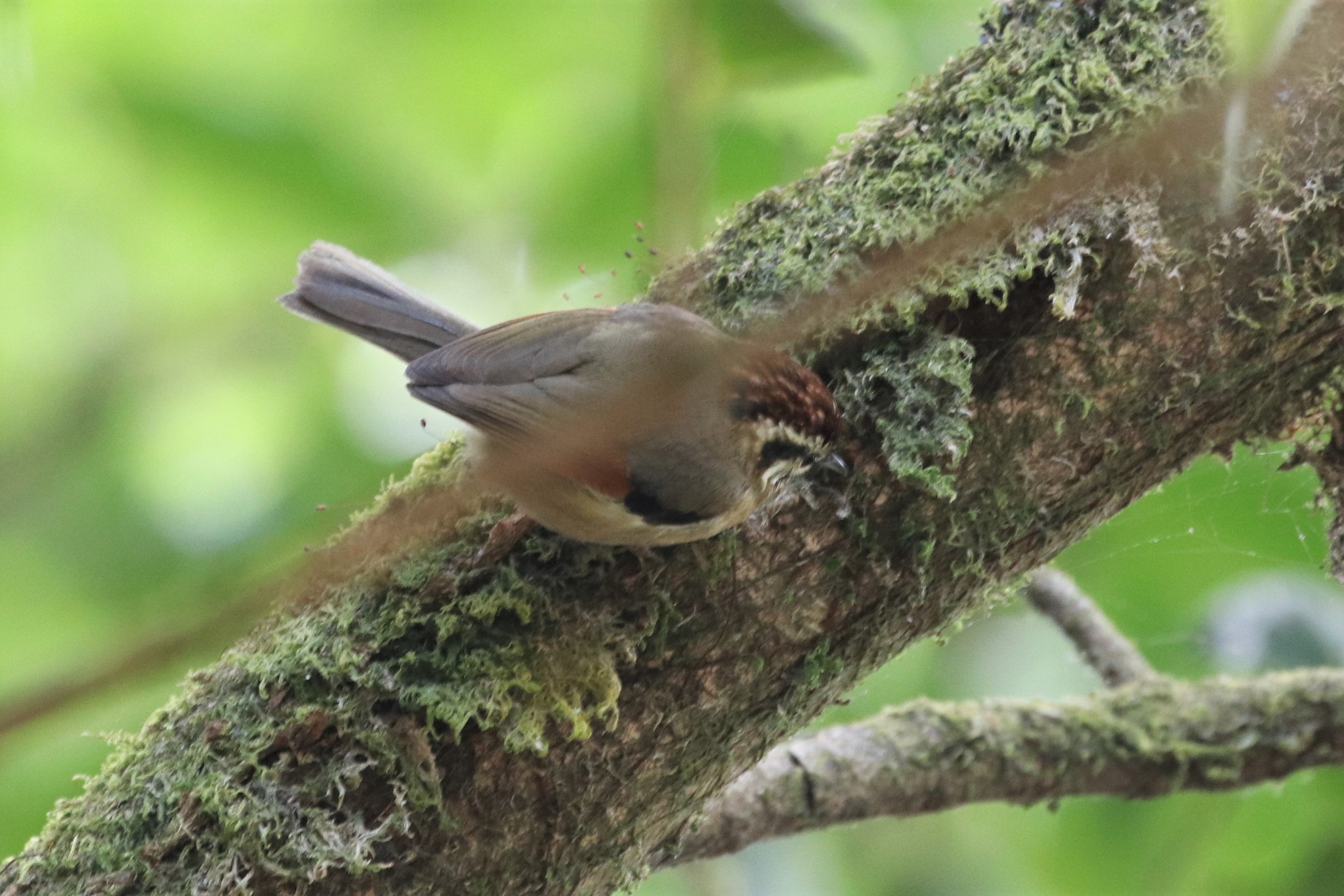 Rufous-winged Fulvetta