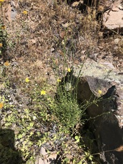 Menodora scabra glabrescens