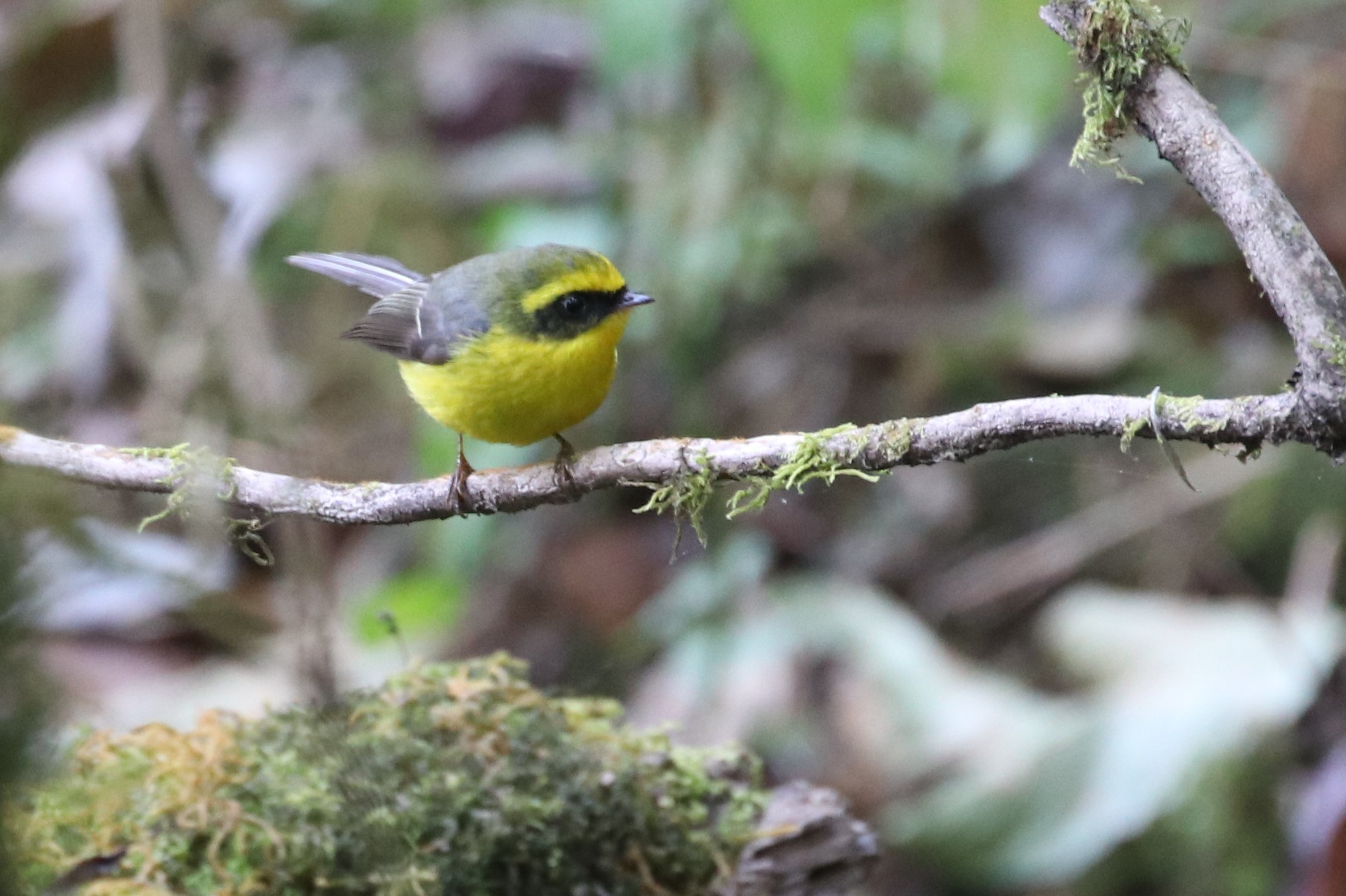 Yellow-bellied Fantail