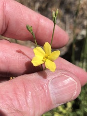 Menodora scabra glabrescens