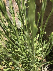 Menodora scabra glabrescens