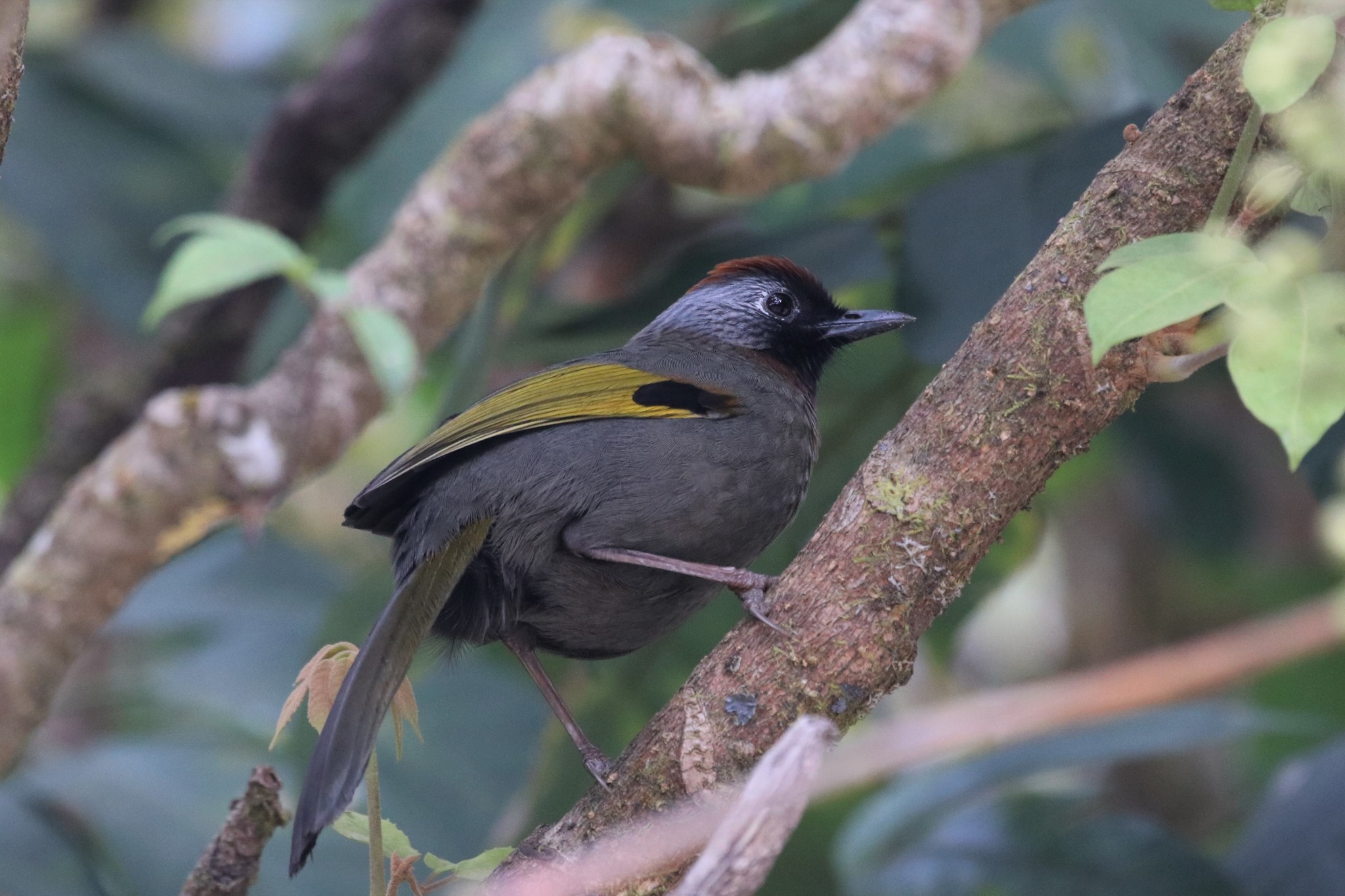 Silver-eared Laughingthrush