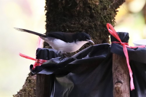 Dark-backed Sibia (Heterophasia melanoleuca), photo 4