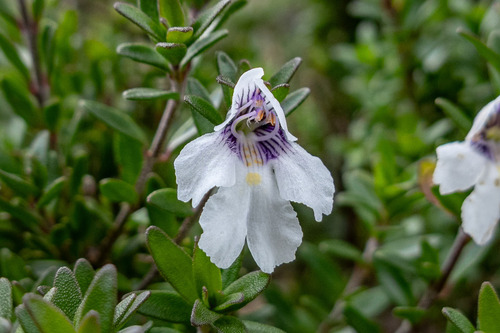 Prostanthera saxicola, 2026-08-09