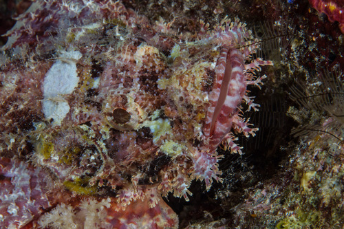 Scorpaenopsis possi observed 2014-02-23
