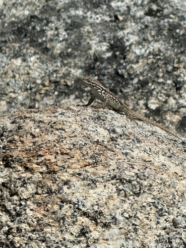 iNaturalist observation photo of Common Sagebrush Lizard