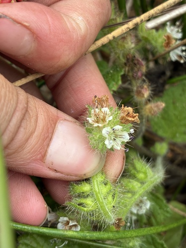 Phacelia malvifolia, photograph 1