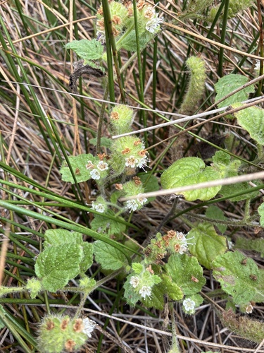 Phacelia malvifolia, photograph 2
