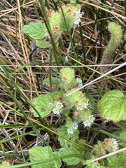 Phacelia malvifolia, photograph (c) dorian, some rights reserved (CC BY)