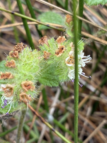 Phacelia malvifolia, photograph 4