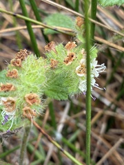 Phacelia malvifolia, photograph (c) dorian, some rights reserved (CC BY)