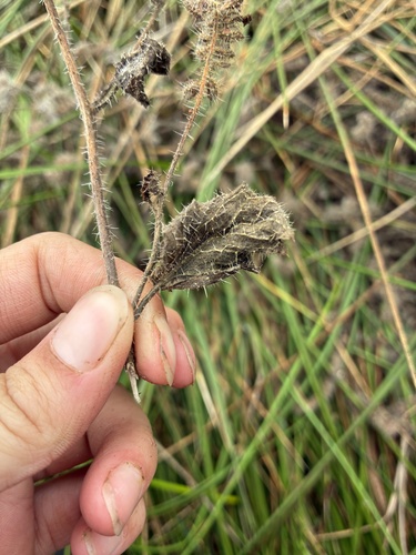Phacelia malvifolia, photograph 5