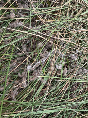 Phacelia malvifolia, photograph 6