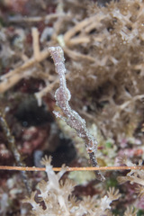 Delicate Ghostpipefish photo 3