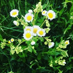 Erigeron