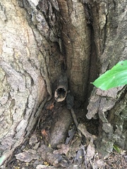 Scaptotrigona postica