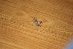 Gryllodes sigillatus