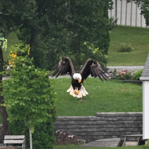Bald Eagle
