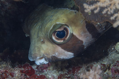 Diodon liturosus
