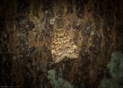 Scaphidriotis xylogramma