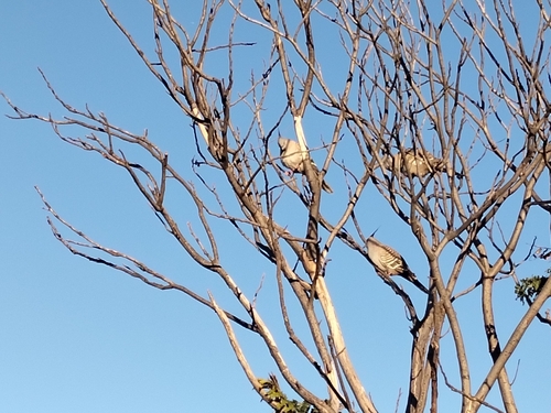 Crested Pigeon